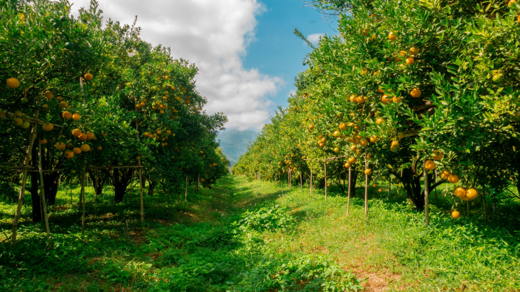 orchard drone services